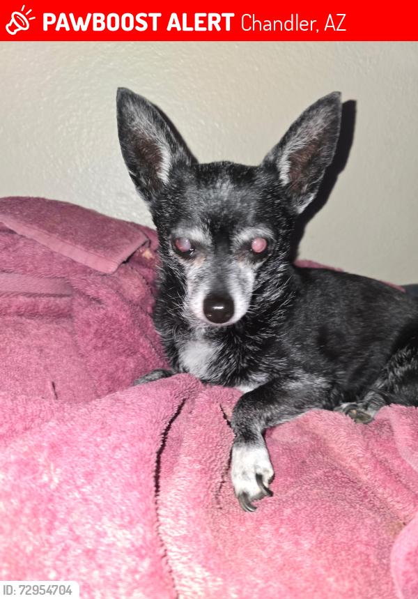 Lost Female Dog last seen Nebraska and Marlboro Drive (Between Alma School and Arizona on Elliot Road), Chandler, AZ 85225