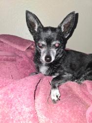 Lost Female Dog last seen Nebraska and Marlboro Drive (Between Alma School and Arizona on Elliot Road), Chandler, AZ 85225