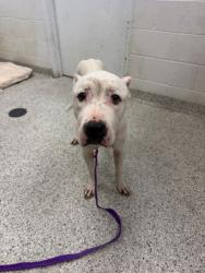 Shelter Stray Female Dog last seen E 51st St & Prospect Ave, 64130, 64130, MO, Kansas City, MO 64132