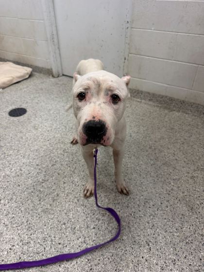 Shelter Stray Female Dog last seen E 51st St & Prospect Ave, 64130, 64130, MO, Kansas City, MO 64132