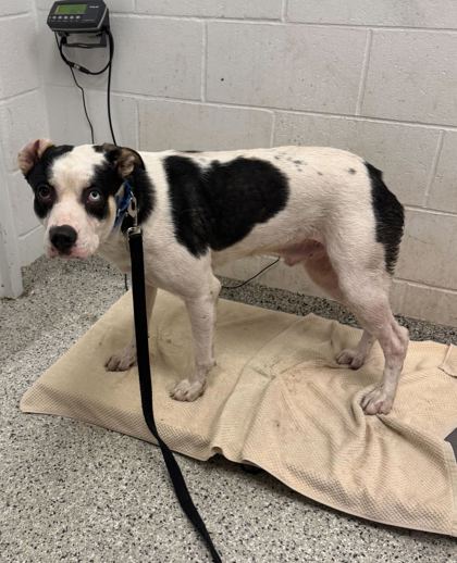 Shelter Stray Male Dog last seen Near E 12th Street, 64127, MO, Kansas City, MO 64132