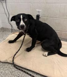 Shelter Stray Female Dog last seen Near E 12th Street, 64127, MO, Kansas City, MO 64132