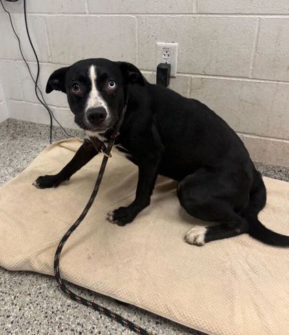 Shelter Stray Female Dog last seen Near E 12th Street, 64127, MO, Kansas City, MO 64132