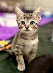 Shelter Stray Male Cat last seen 28th St & Benton Blvd, KCMO, 64128, 64128, MO, Kansas City, MO 64132