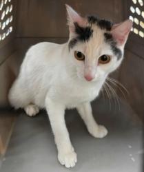 Shelter Stray Female Cat last seen Near Wlldflower Way Sedro-Woolley 98284, Sedro-Woolley, WA, Burlington, WA 98233