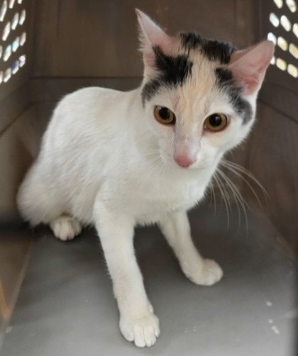 Shelter Stray Female Cat last seen Near Wlldflower Way Sedro-Woolley 98284, Sedro-Woolley, WA, Burlington, WA 98233