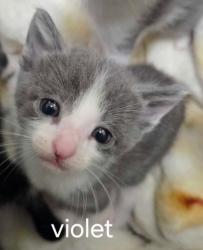 Shelter Stray Female Cat last seen Near Wlldflower Way Sedro-Woolley 98284, Sedro-Woolley, WA, Burlington, WA 98233