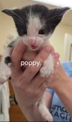 Shelter Stray Male Cat last seen Near Wlldflower Way Sedro-Woolley 98284, Sedro-Woolley, WA, Burlington, WA 98233