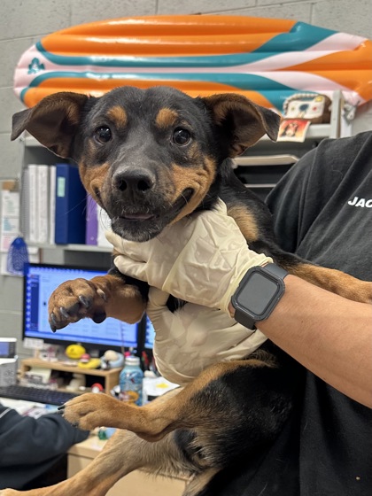 Shelter Stray Male Dog last seen Madera County, CA 93637, Madera, CA 93637