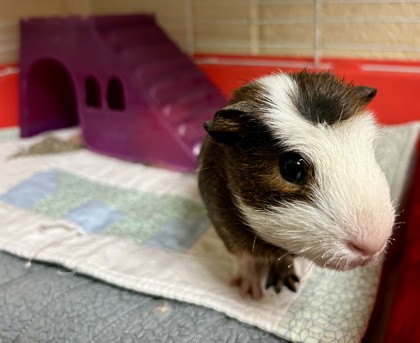 Shelter Stray Male Guinea pig last seen Newport News, VA 23607, Newport News, VA 23605