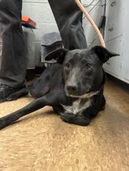 Shelter Stray Male Dog last seen Madera County, CA 93637, Madera, CA 93637