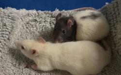 Shelter Stray Male Rat last seen Yorktown, VA 23693, Newport News, VA 23605