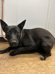 Shelter Stray Male Dog last seen Madera County, CA 93637, Madera, CA 93637