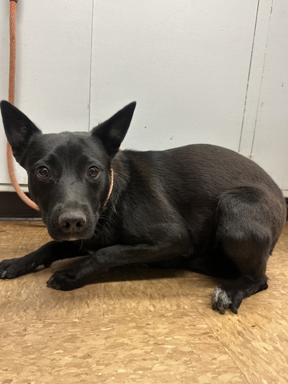 Shelter Stray Male Dog last seen Madera County, CA 93637, Madera, CA 93637