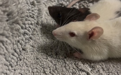 Shelter Stray Male Rat last seen Yorktown, VA 23693, Newport News, VA 23605