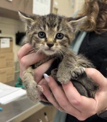 Shelter Stray Female Cat last seen Near Cedar Creek Ln, Noblesville City, IN, Fishers, IN 46038