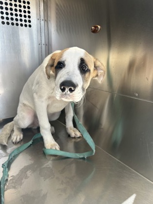 Shelter Stray Male Dog last seen Fort Worth, TX 76119, Fort Worth, TX 76119