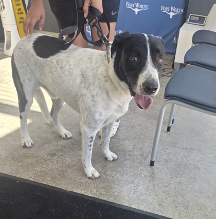 Shelter Stray Male Dog last seen Fort Worth, TX 76179, Fort Worth, TX 76119