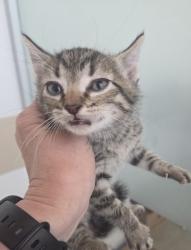 Shelter Stray Male Cat last seen , TX , Fort Worth, TX 76119