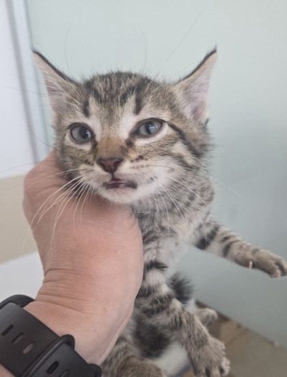 Shelter Stray Male Cat last seen , TX , Fort Worth, TX 76119