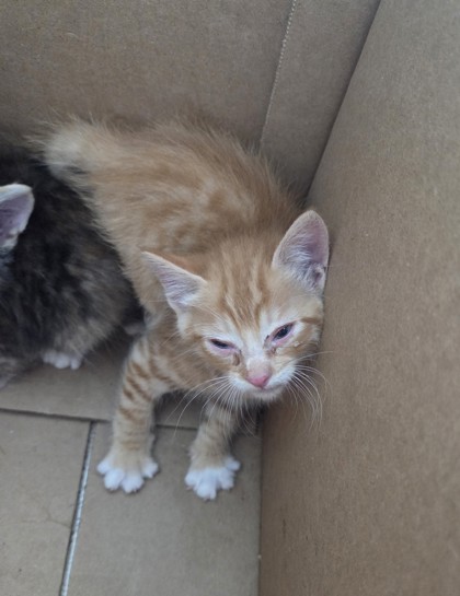 Shelter Stray Male Cat last seen , TX , Fort Worth, TX 76119