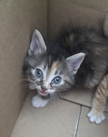 Shelter Stray Female Cat last seen , TX , Fort Worth, TX 76119