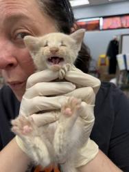 Shelter Stray Male Cat last seen Pitt County, NC , New Bern, NC 28562