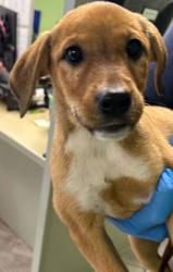Shelter Stray Female Dog last seen Knoxville, TN 37921, Knoxville, TN 37919