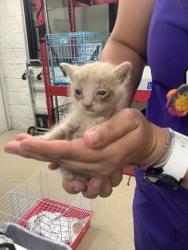 Shelter Stray Female Cat last seen , TX , Fort Worth, TX 76119