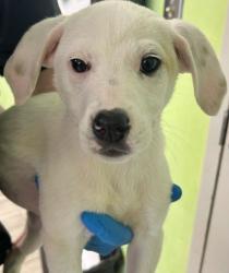 Shelter Stray Female Dog last seen Knoxville, TN 37921, Knoxville, TN 37919