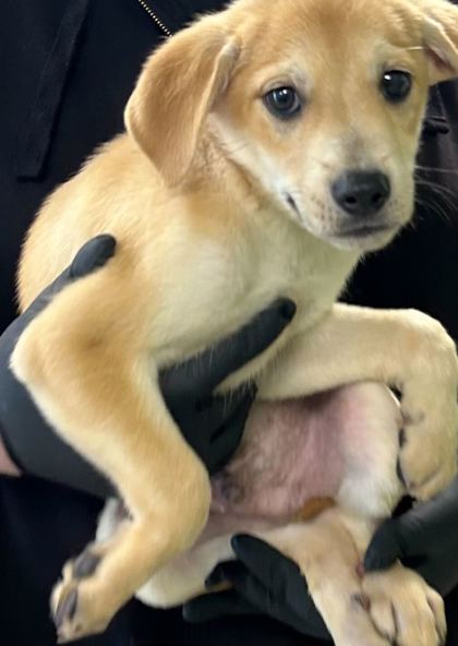 Shelter Stray Male Dog last seen Knoxville, TN 37921, Knoxville, TN 37919