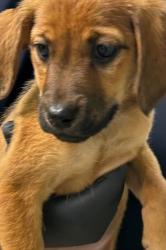 Shelter Stray Female Dog last seen Knoxville, TN 37921, Knoxville, TN 37919