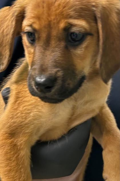 Shelter Stray Female Dog last seen Knoxville, TN 37921, Knoxville, TN 37919