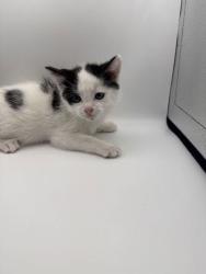 Shelter Stray Male Cat last seen Knoxville, TN 37917, Knoxville, TN 37919