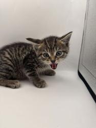 Shelter Stray Female Cat last seen Knoxville, TN 37917, Knoxville, TN 37919