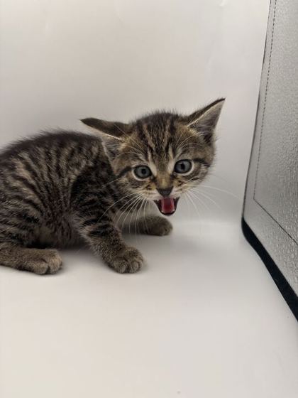 Shelter Stray Female Cat last seen Knoxville, TN 37917, Knoxville, TN 37919