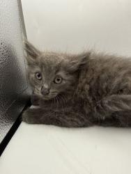 Shelter Stray Male Cat last seen Knoxville, TN 37920, Knoxville, TN 37919