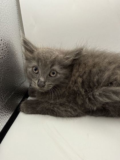 Shelter Stray Male Cat last seen Knoxville, TN 37920, Knoxville, TN 37919