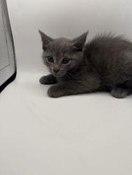 Shelter Stray Female Cat last seen Knoxville, TN 37920, Knoxville, TN 37919