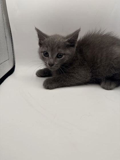 Shelter Stray Female Cat last seen Knoxville, TN 37920, Knoxville, TN 37919