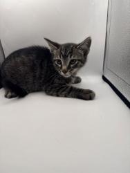 Shelter Stray Male Cat last seen Knoxville, TN 37920, Knoxville, TN 37919