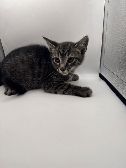 Shelter Stray Male Cat last seen Knoxville, TN 37920, Knoxville, TN 37919