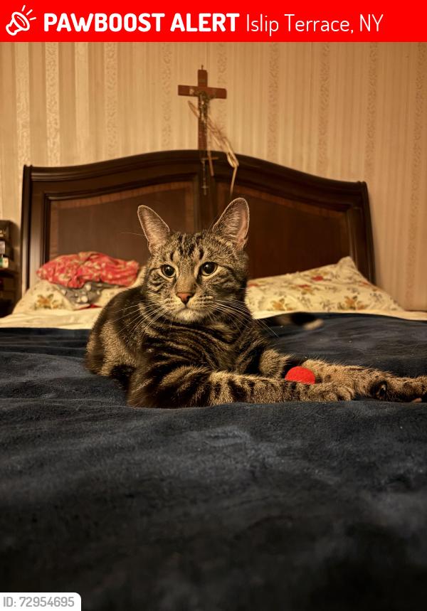 Lost Male Cat last seen Connetquot Ave. and Bellmore Ave., Islip Terrace, NY 11752