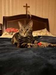 Lost Male Cat last seen Connetquot Ave. and Bellmore Ave., Islip Terrace, NY 11752
