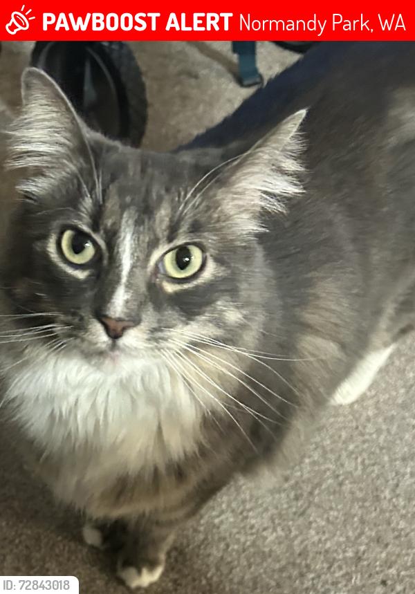 Lost Female Cat last seen Near , Normandy Park, WA 98148