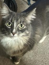 Lost Female Cat last seen Near , Normandy Park, WA 98148