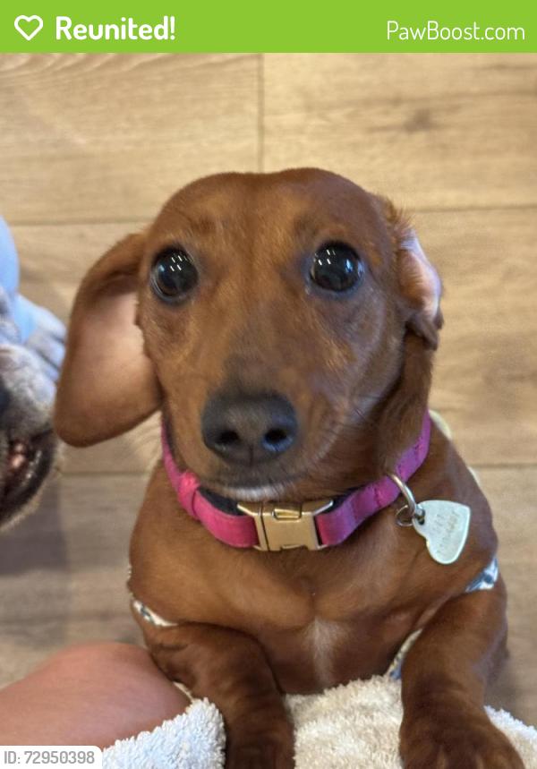Reunited Female Dog last seen Via Mira mosa and wrangler, Murrieta, CA 92563