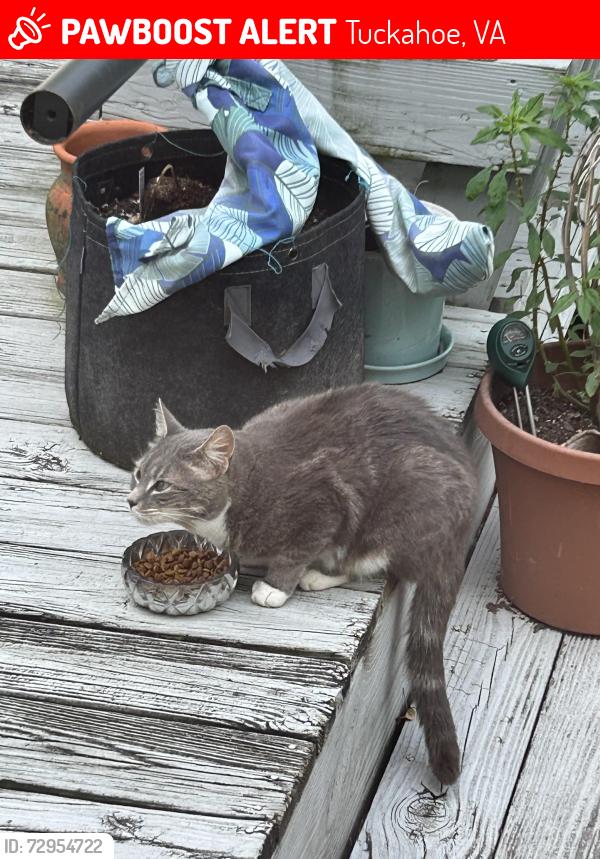 Lost Unknown Cat last seen Three chopt rd and forest, Tuckahoe, VA 23229