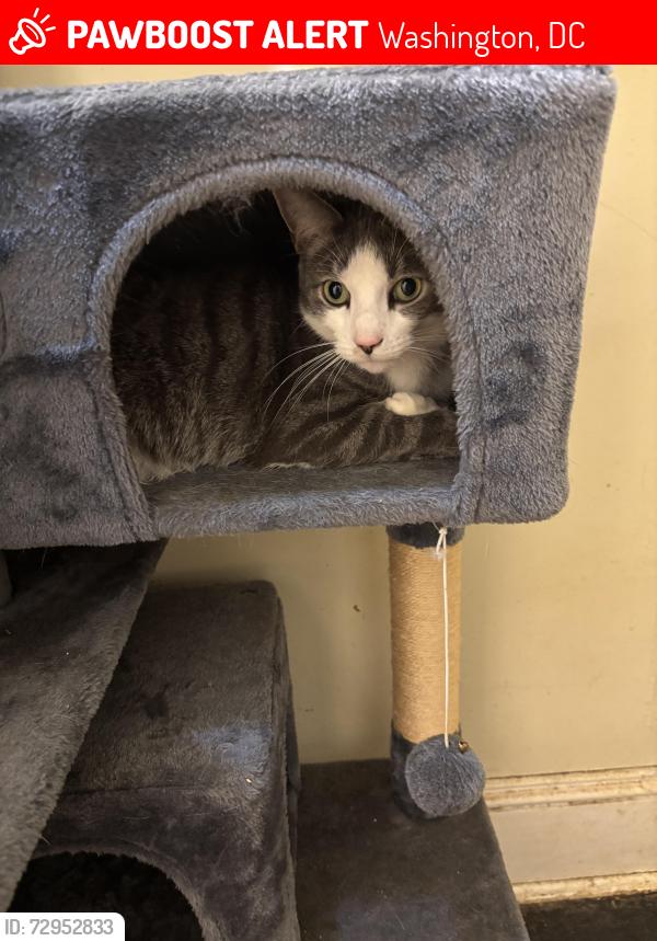 Lost Male Cat last seen Home 3324 17th street nw Washington DC 20010, Washington, DC 20010