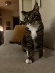Lost Male Cat last seen Cypress Ave & Indiana St, San Diego, CA 92103